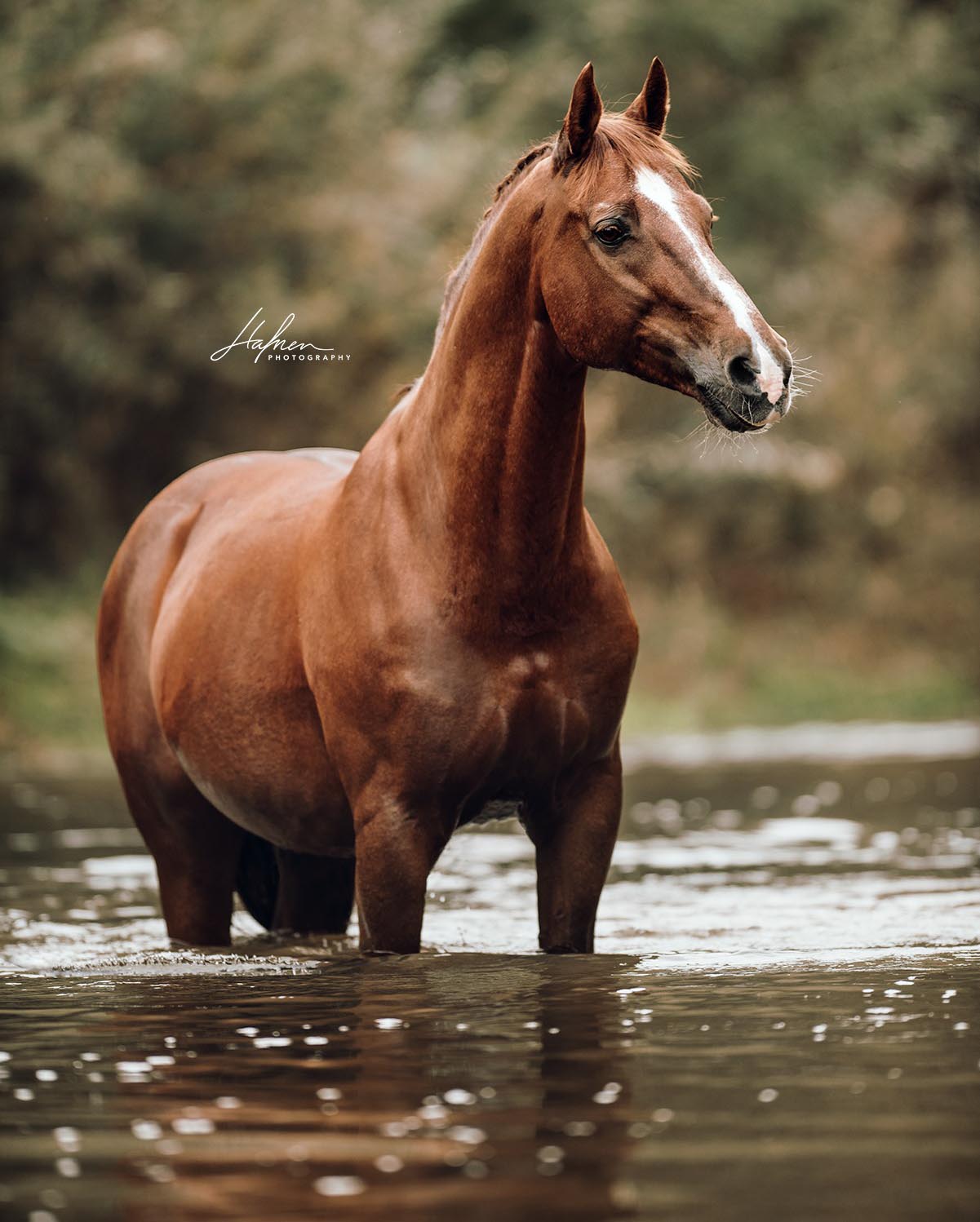 Hafner Horse Photography - Switzerland.jpg